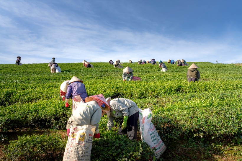 茶园里采茶的农民图片