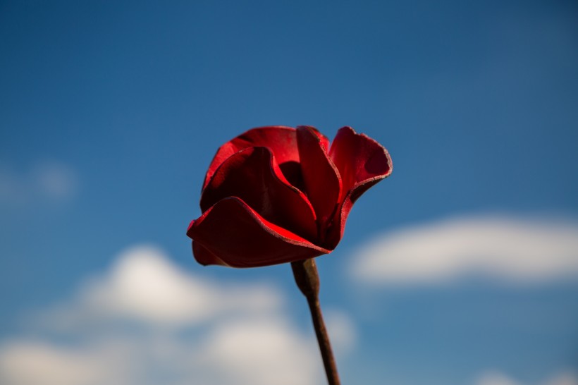 铁艺红色罂粟花图片