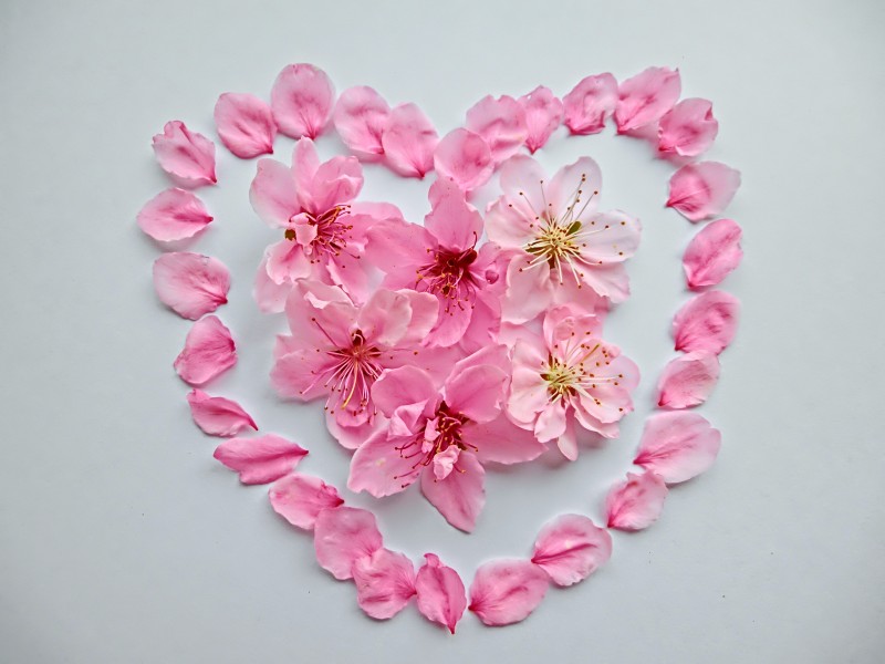 粉红色花瓣摆成的爱心图片