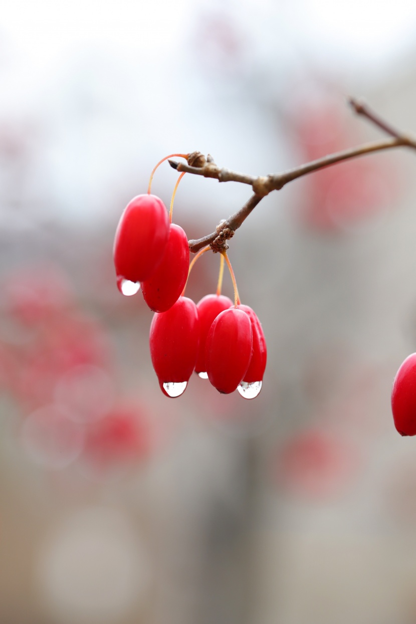 艳如玛瑙的红色茱萸果实图片
