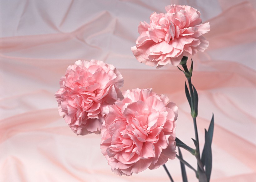 温馨粉色花朵图片