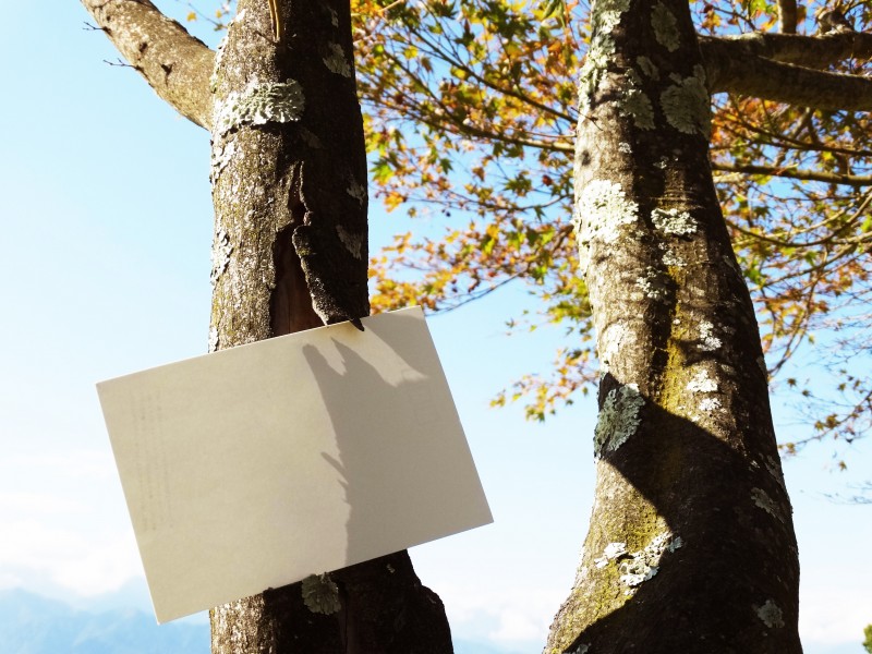 空白的明信片在枫树上图片
