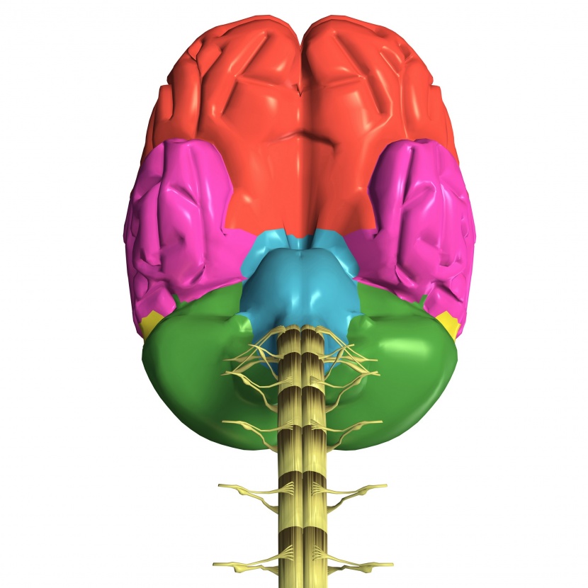 人体大脑图片
