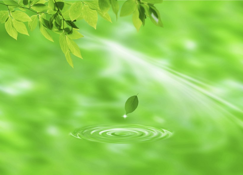 绿叶和晶莹水滴图片