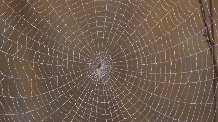 白色结实的蜘蛛网图片