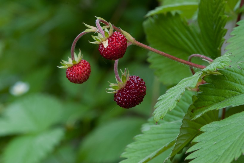 森林中鲜红的野草莓图片