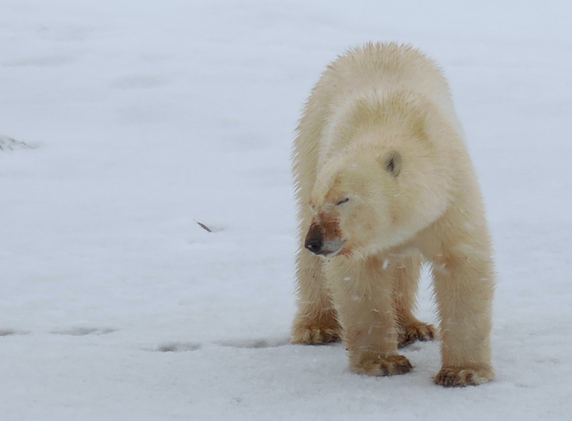 毛茸茸的白色北极熊图片