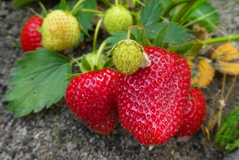 鲜红可口营养丰富的草莓图片