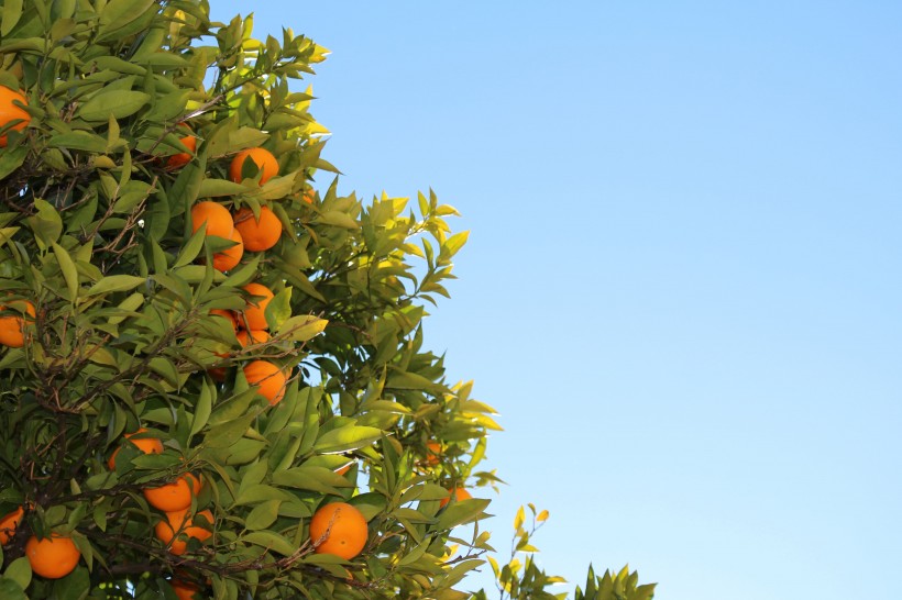 酸甜可口的柑橘图片