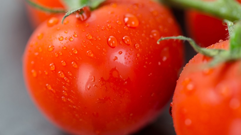 营养好吃的西红柿图片