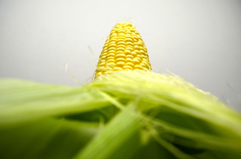 黄色的玉米图片