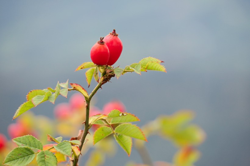 红色玛瑙般的玫瑰果图片