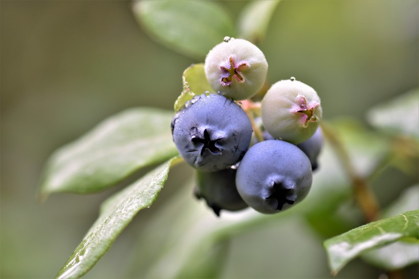 枝头上成熟的蓝莓图片