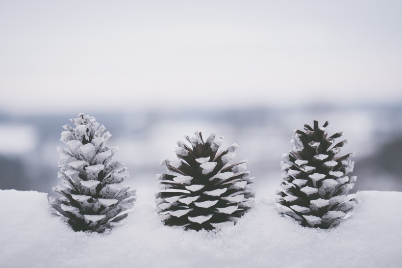 雪地上的干松果图片