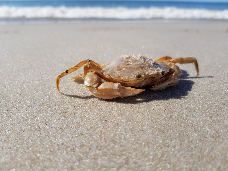 海滩上横行的螃蟹图片