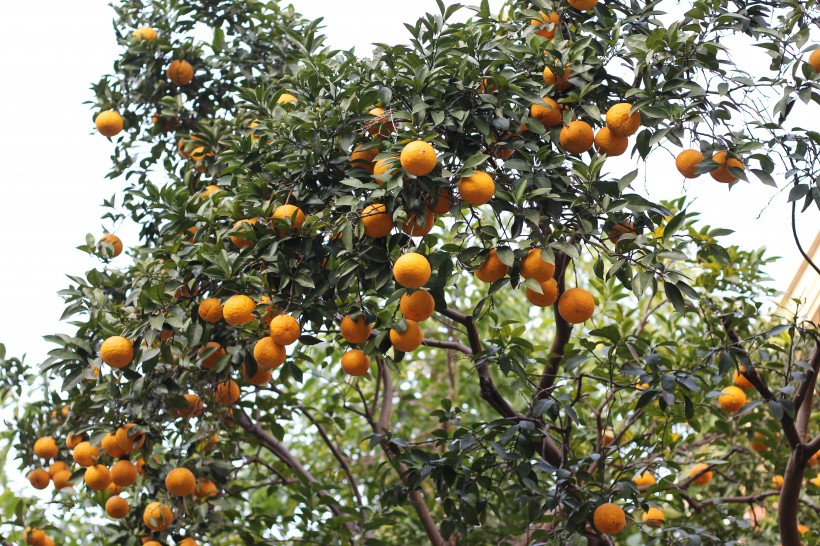 树上的观赏柚子图片