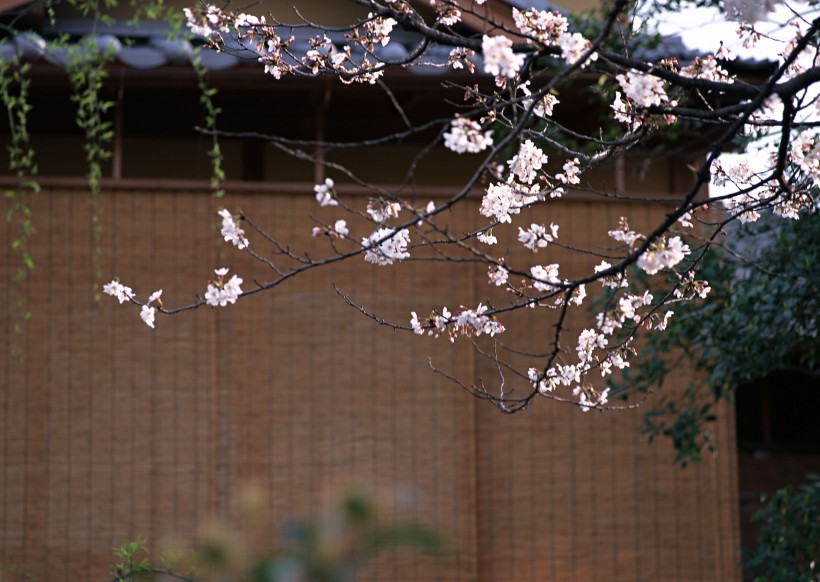 樱花和日式庭院图片