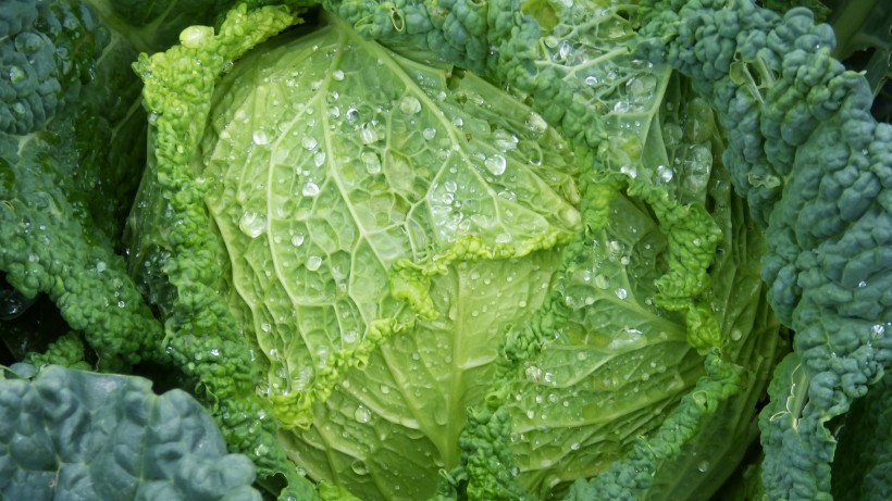 绿色营养的卷心菜图片