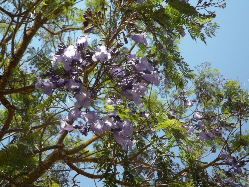 花繁叶茂的蓝花楹图片