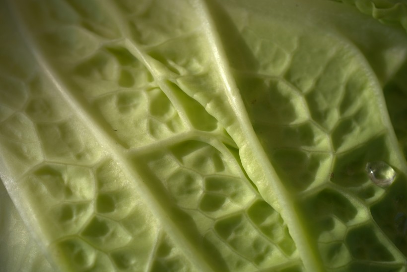 营养鲜嫩绿色爽口的白菜图片