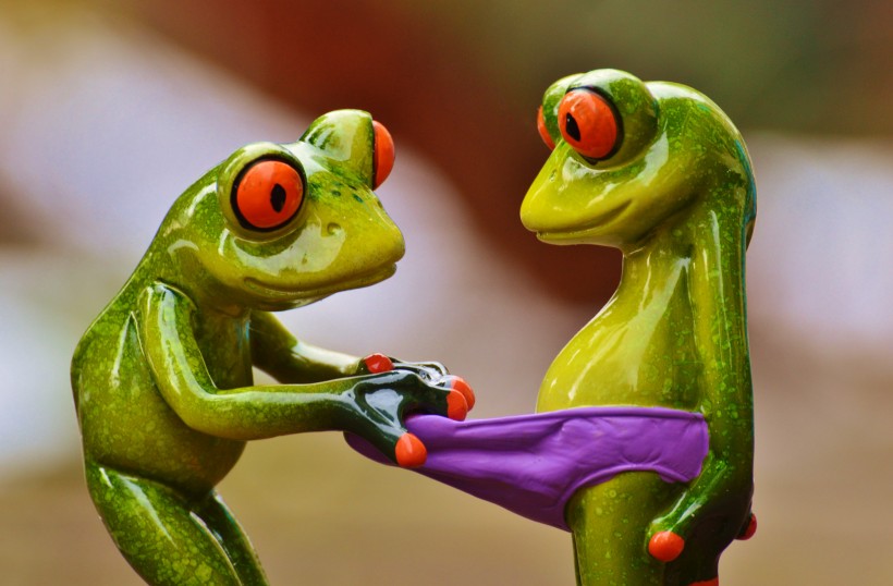 有趣的青蛙情侣摆件图片