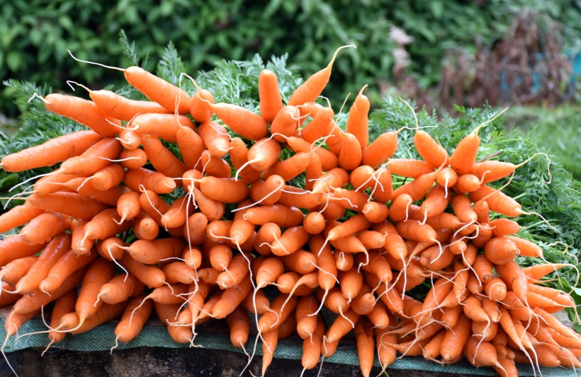 营养丰富新鲜的胡萝卜图片