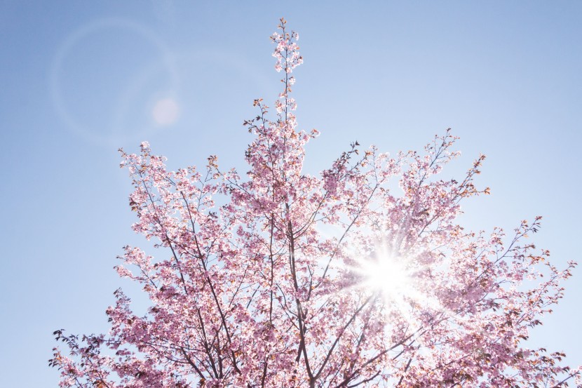 粉嫩娇艳的樱花图片