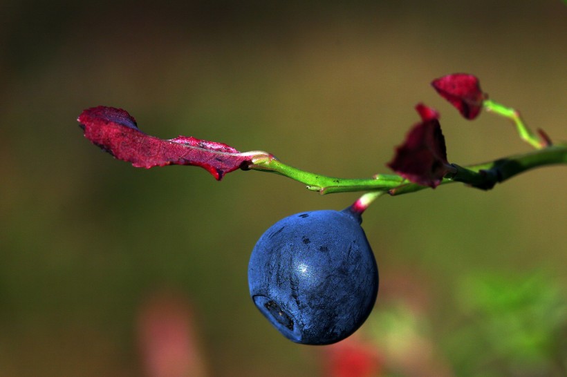 酸甜好吃的蓝莓图片