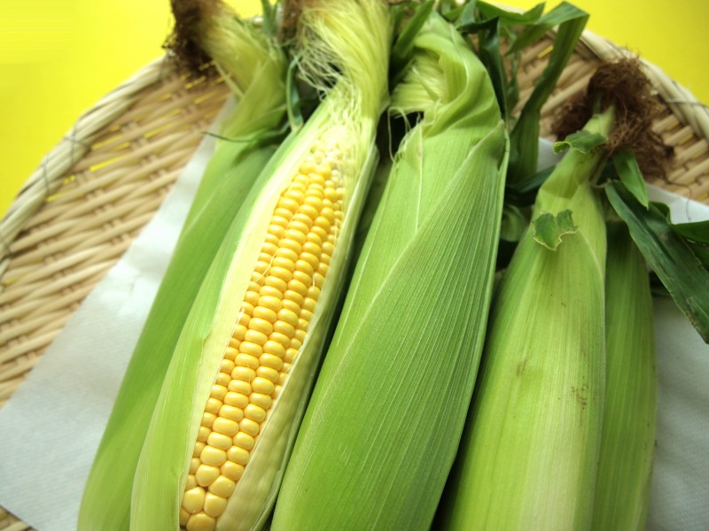 刚采摘的新鲜的玉米图片