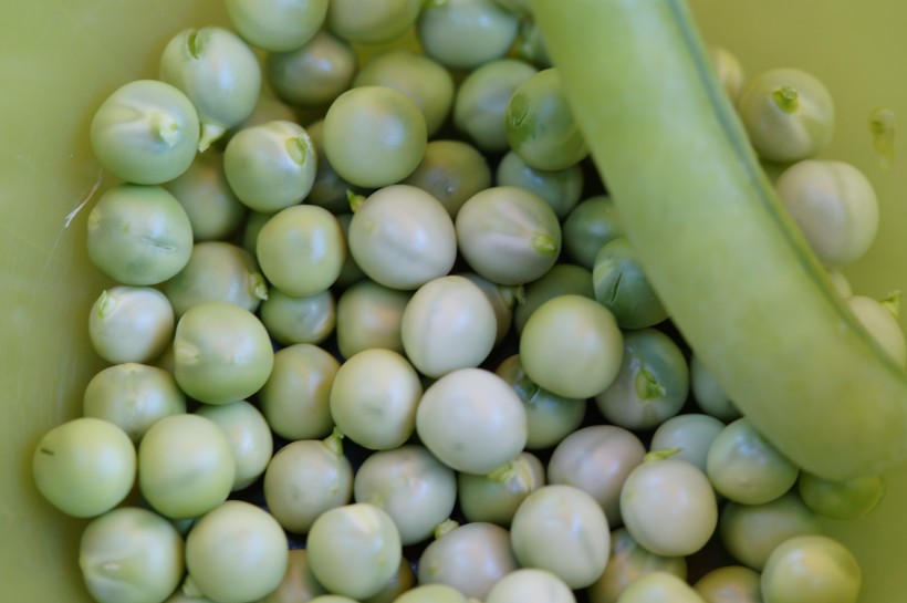 绿色营养的豌豆图片