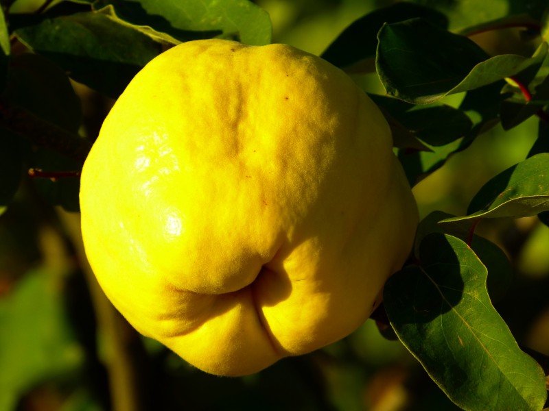 黄色香甜好吃的梨图片