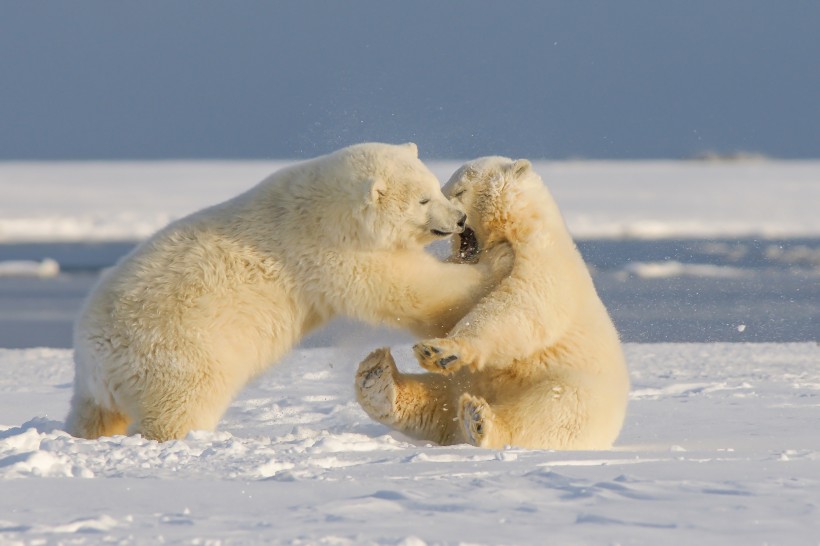 毛茸茸的白色北极熊图片