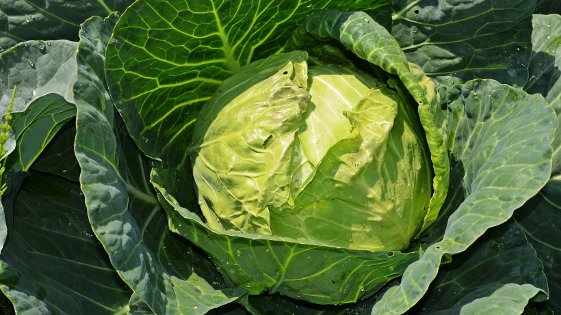 绿色营养的卷心菜图片