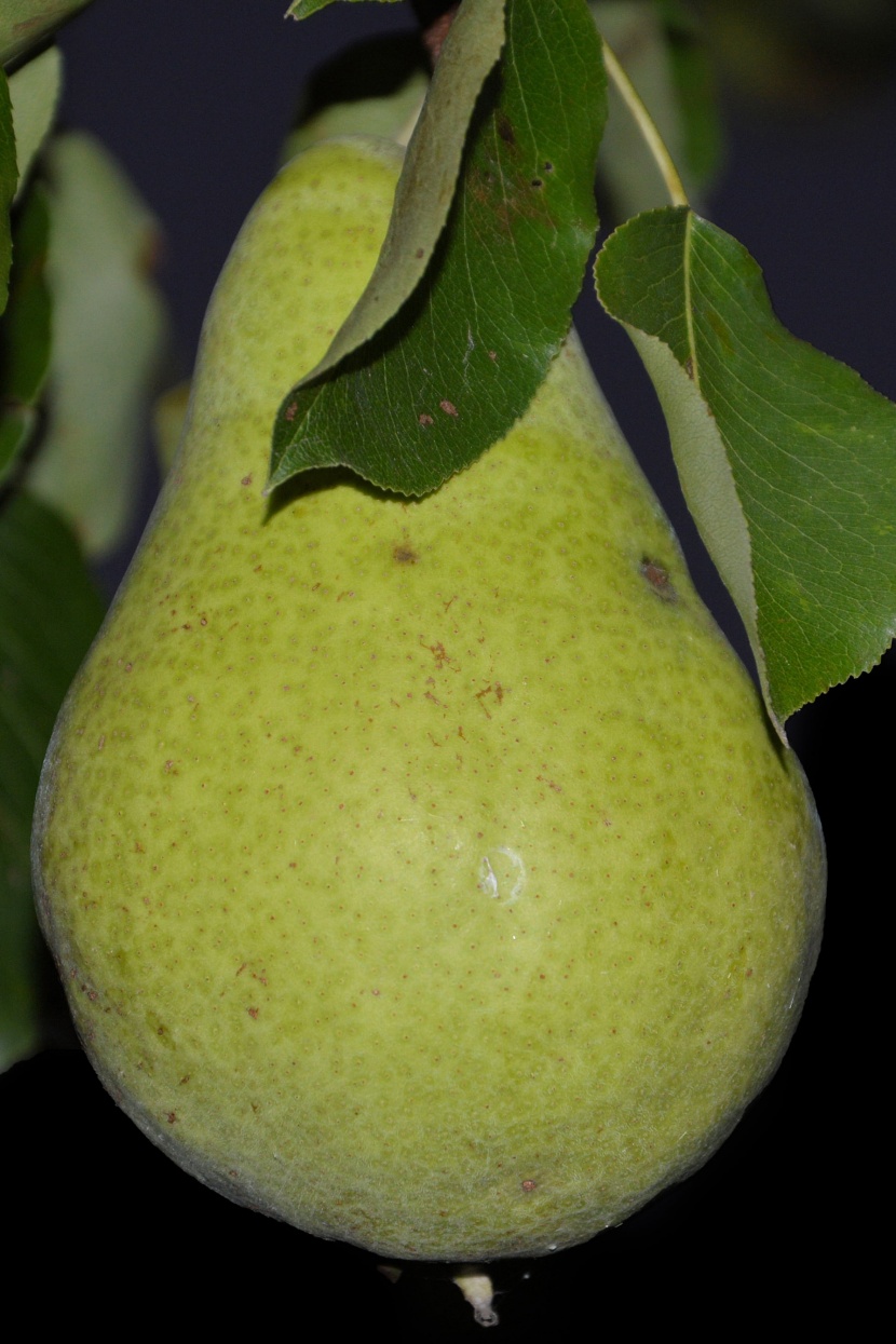 树枝上的梨子图片