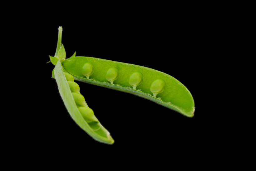 绿色营养的豌豆图片