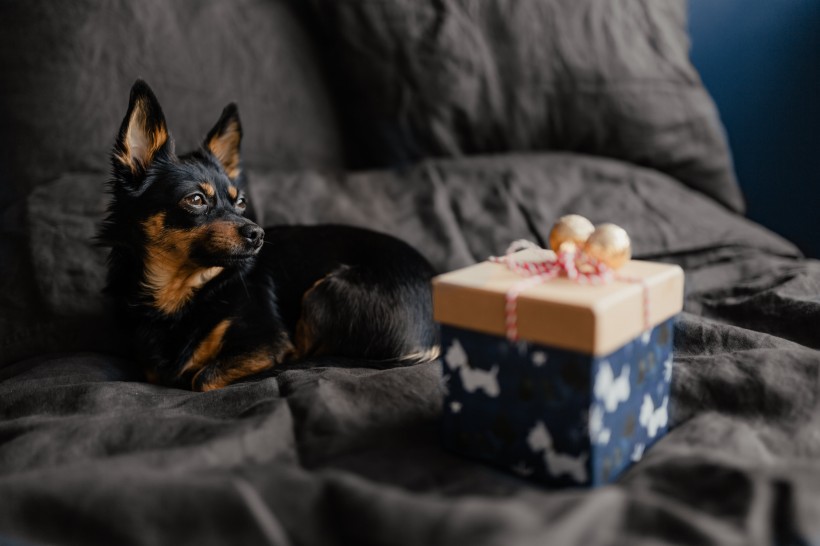 床上的礼物盒和狗图片