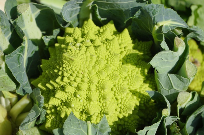 绿色营养的宝塔菜花图片