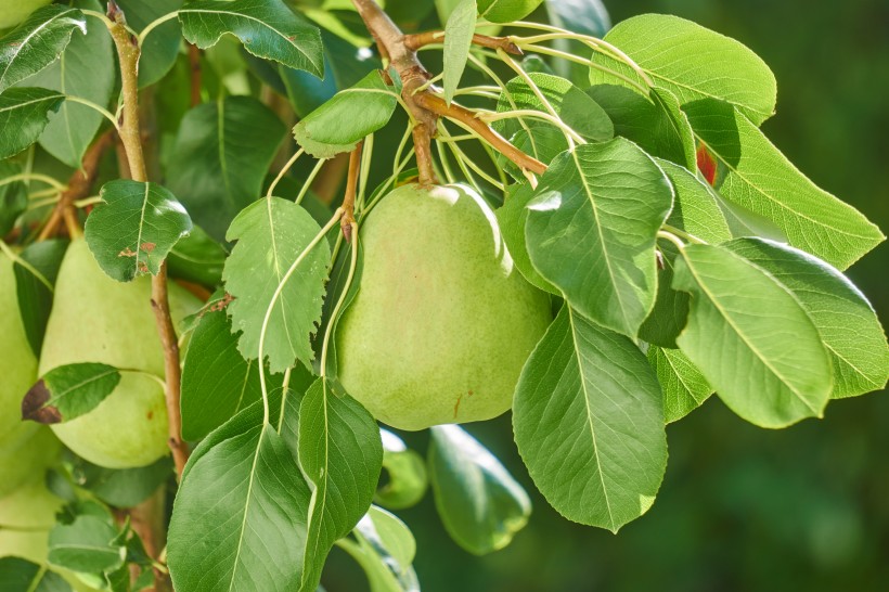 树枝上的梨子图片