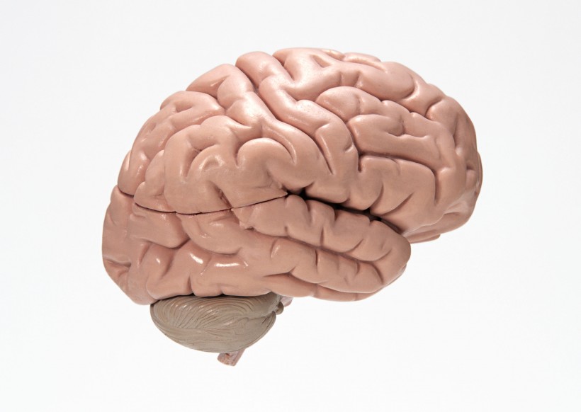 人大脑模型图片