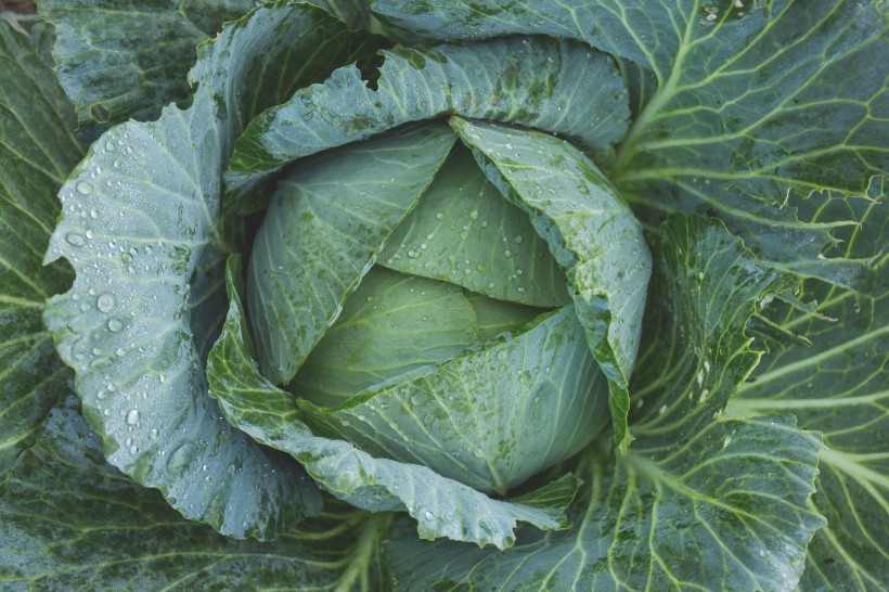 绿色蔬菜的特写图片