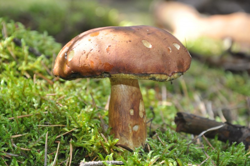 生长在地上的一只蘑菇图片