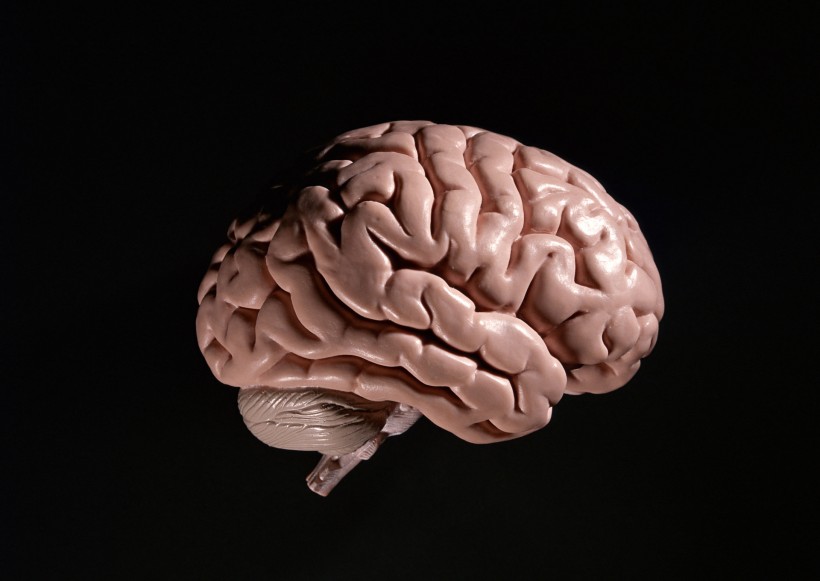 脑颅模型图片