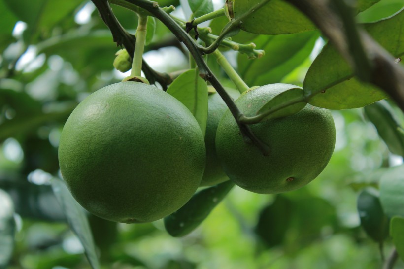 绿色未成熟的柚子图片