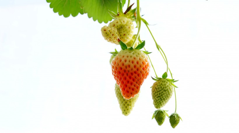 未成熟的草莓图片
