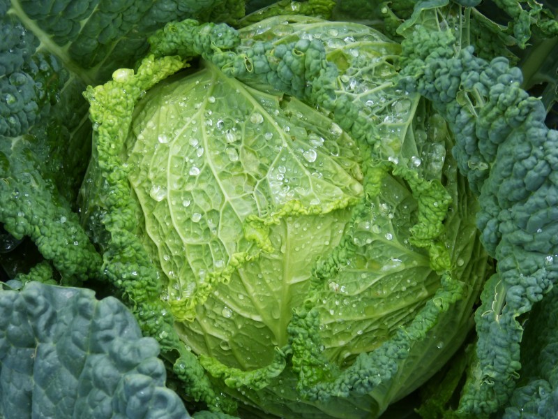 绿色健康的卷心菜图片