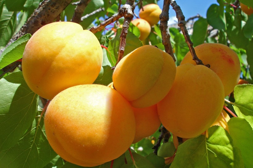夏季成熟的杏子图片