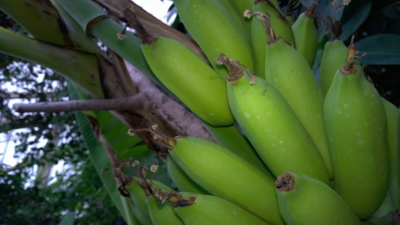 未成熟的绿色香蕉图片
