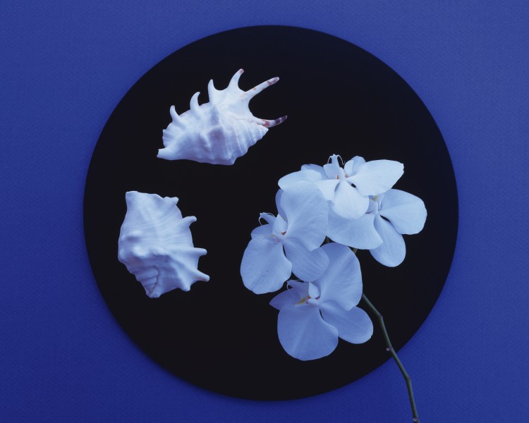 盘子上的花卉丝带艺术摄影图片