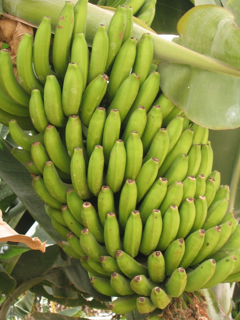 未成熟的绿色香蕉图片