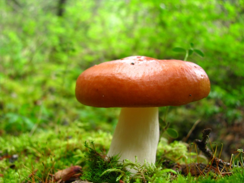生长在地上的一只蘑菇图片